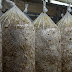 Mushroom training and mushroom supplier in solapur district