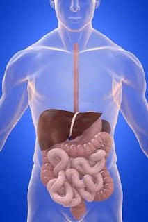 Human body intestines, liver, stomach,