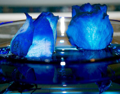 Rosas Negras: Las hermosas rosas azules