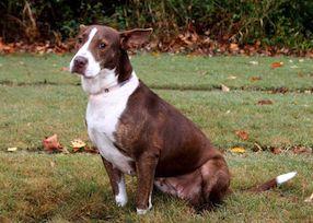 Talking Dogs at For Love of a Dog: Say Yes to These Ears and Adopt ...