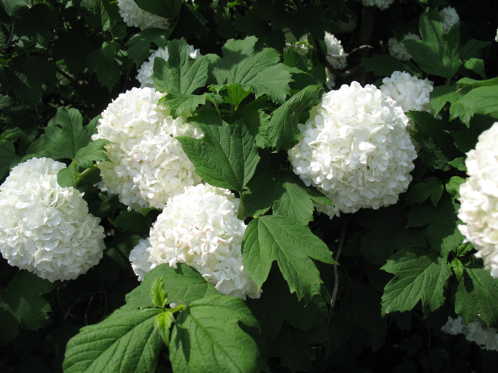 Roses du jardin Chêneland: Fleurs blanches du mois de mai