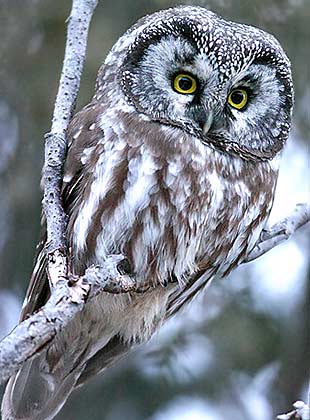 PolkaDots ZOO project: Owl