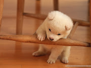 Cute Little Dogs Wallpapers Backgrounds , here you can see Cute Little Dogs . (dog wallpaper )