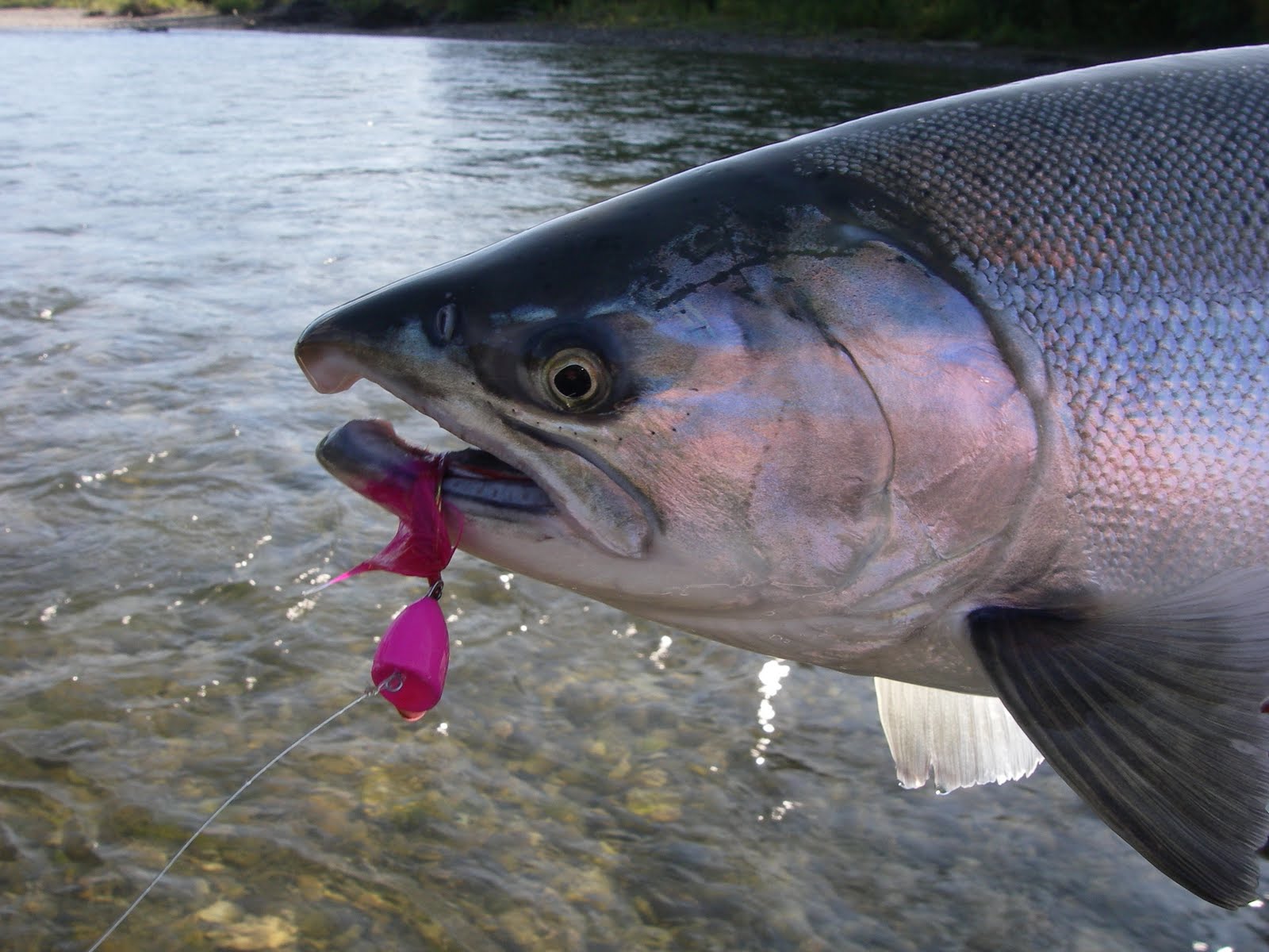 Rainbow River Lodge: Silver Salmon on the Kamishak River