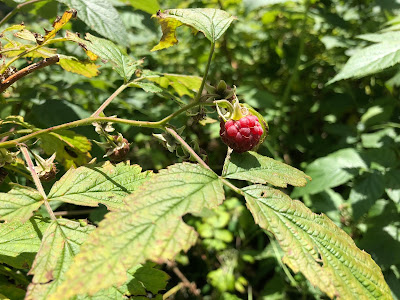[Rosaceae] Rubus idaeus – American Red Raspberry (Lampone)