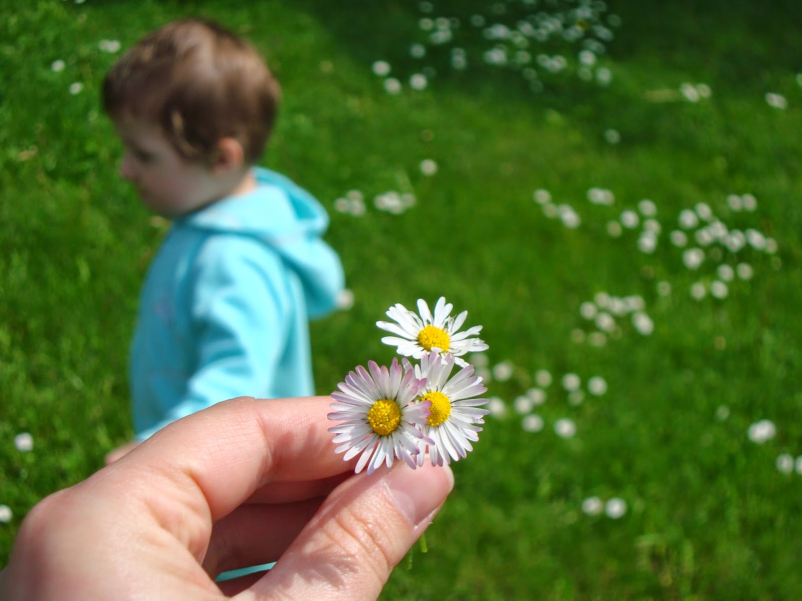 kwiatki na dzień matki kwiatki na dzień matki