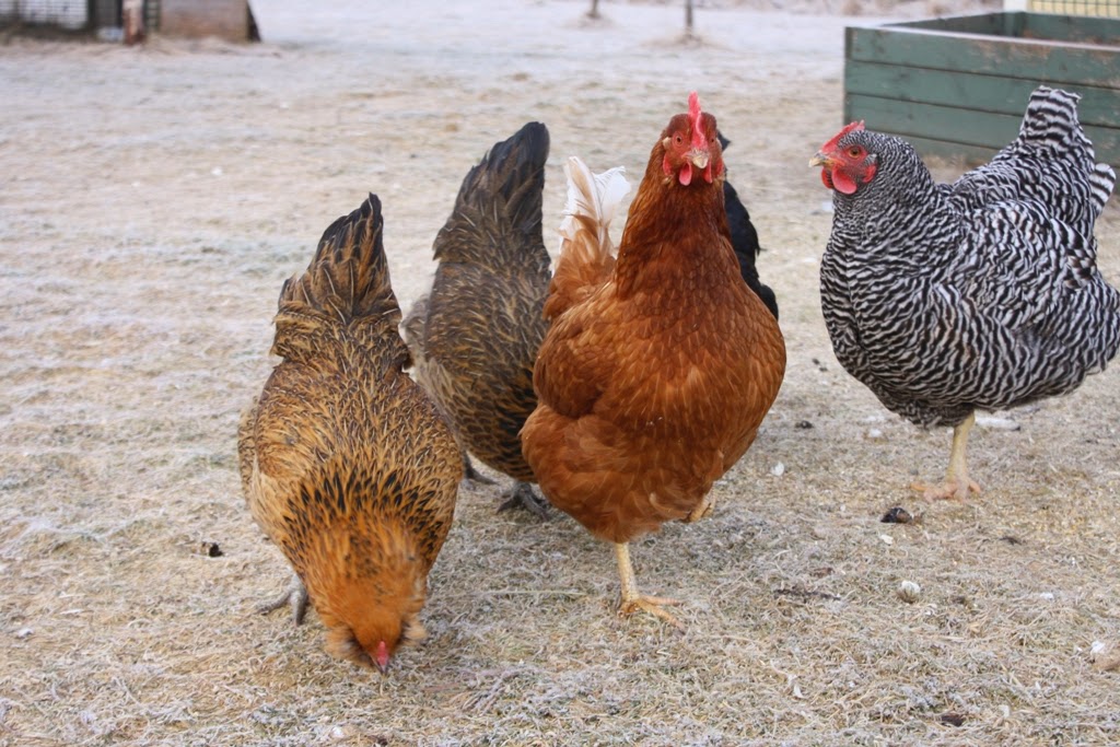 Field Notes Cumberland County, Nova Scotia These Days Are Made For