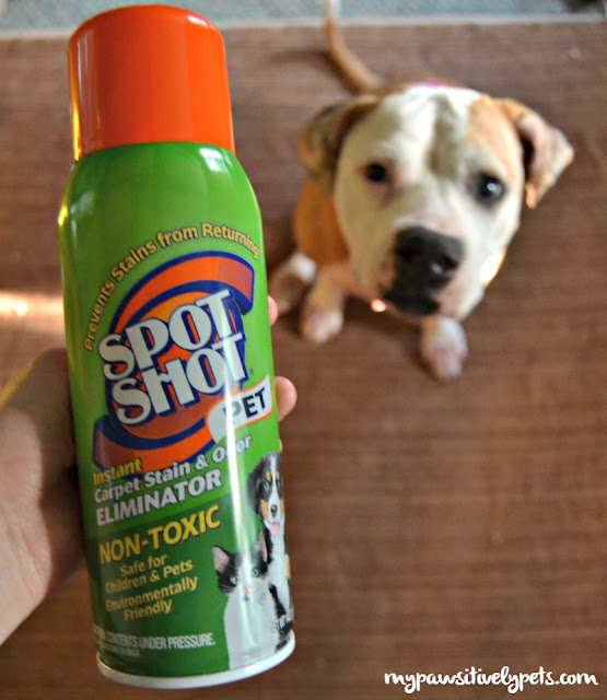 Spring Cleaning Checklist for Pet Parents Pawsitively Pets