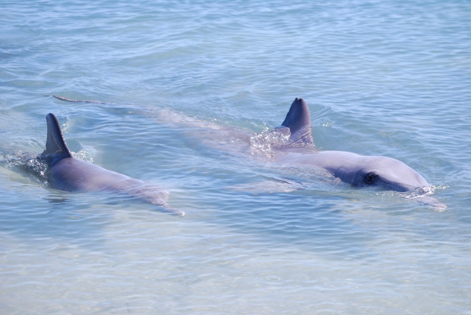 10 Photos That Will Make You Want to Visit Monkey Mia