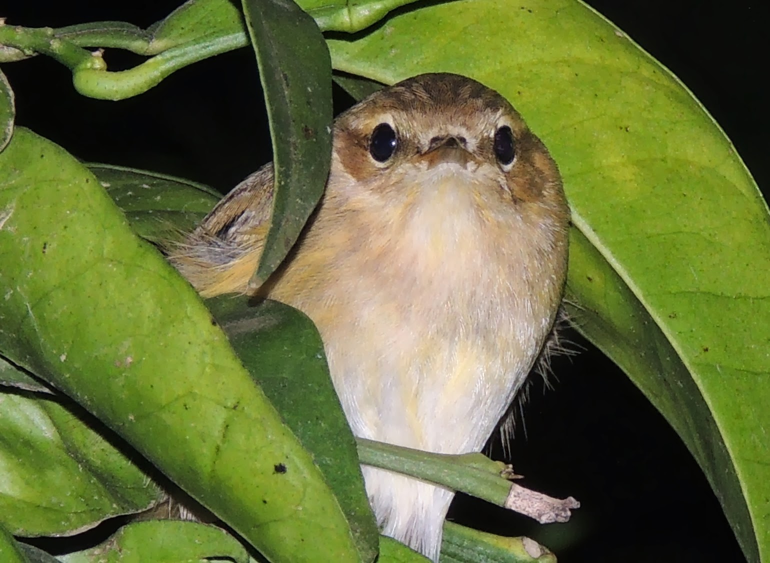 PHYLLOSCOPUS COLLYBITA