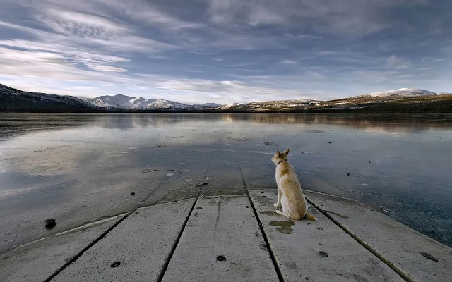 Hond kijkt uit over bevroren meer