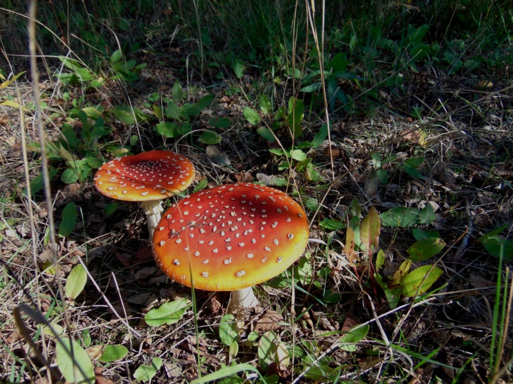 Cecha Budowy Która Występuje Wyłącznie U Muchomora Sromotnikowego Blog w zasadzie ogrodowy: O uroku muchomora