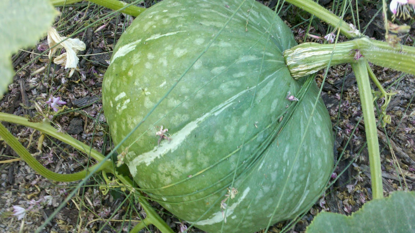 Jenn's Gardening Spot Edible front yard full of Melons, Squash and