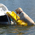 Which is the Best Doggy Boat Ladder? Paws Aboard or Pawz Pet Products?