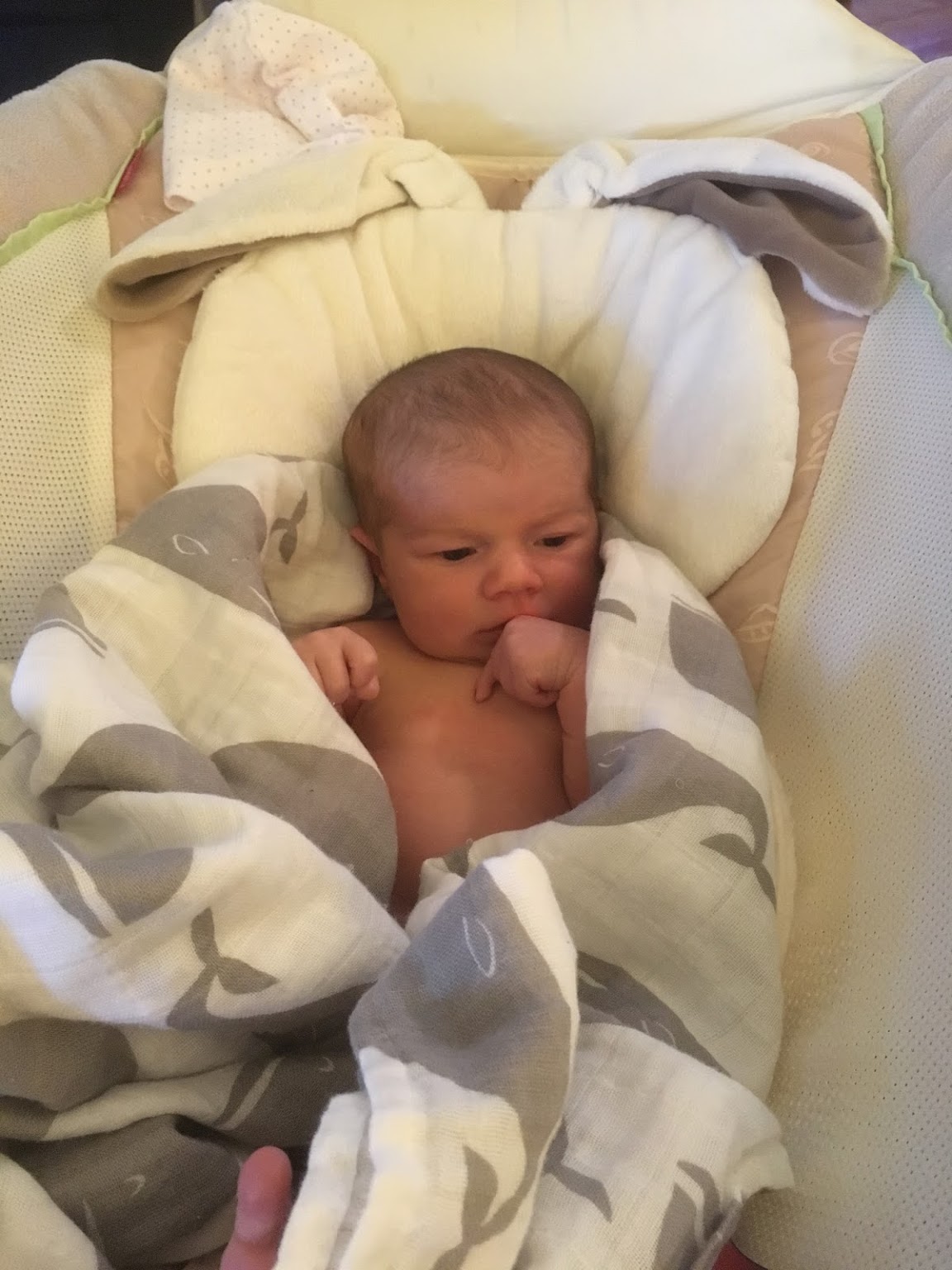 Nature in Watercolor