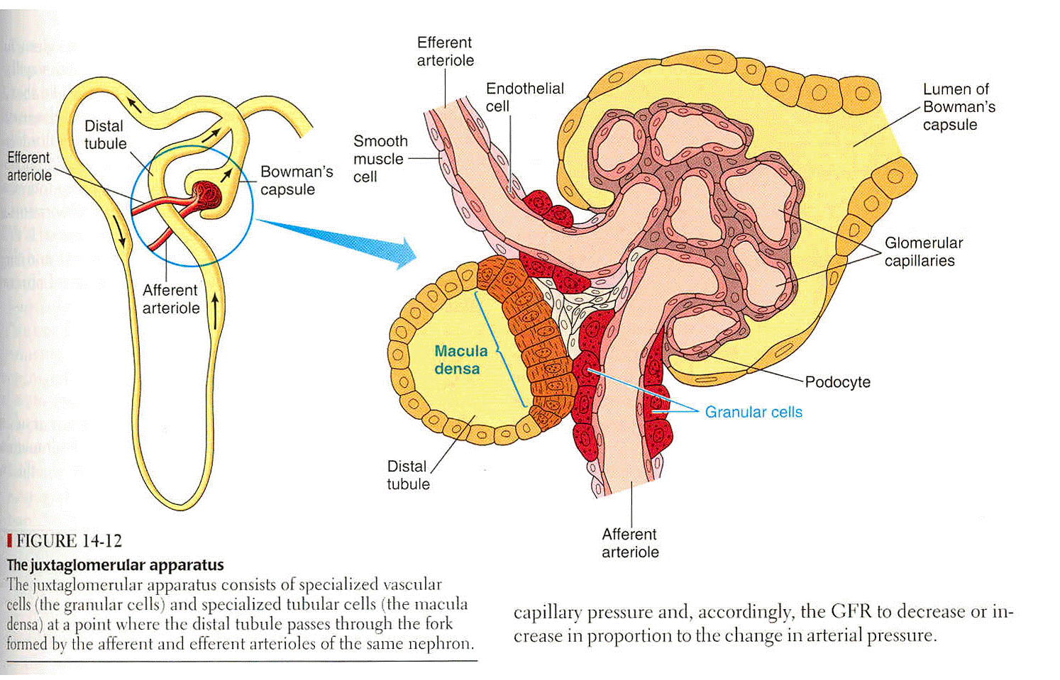 aparato yuxtaglomerular fisiologia