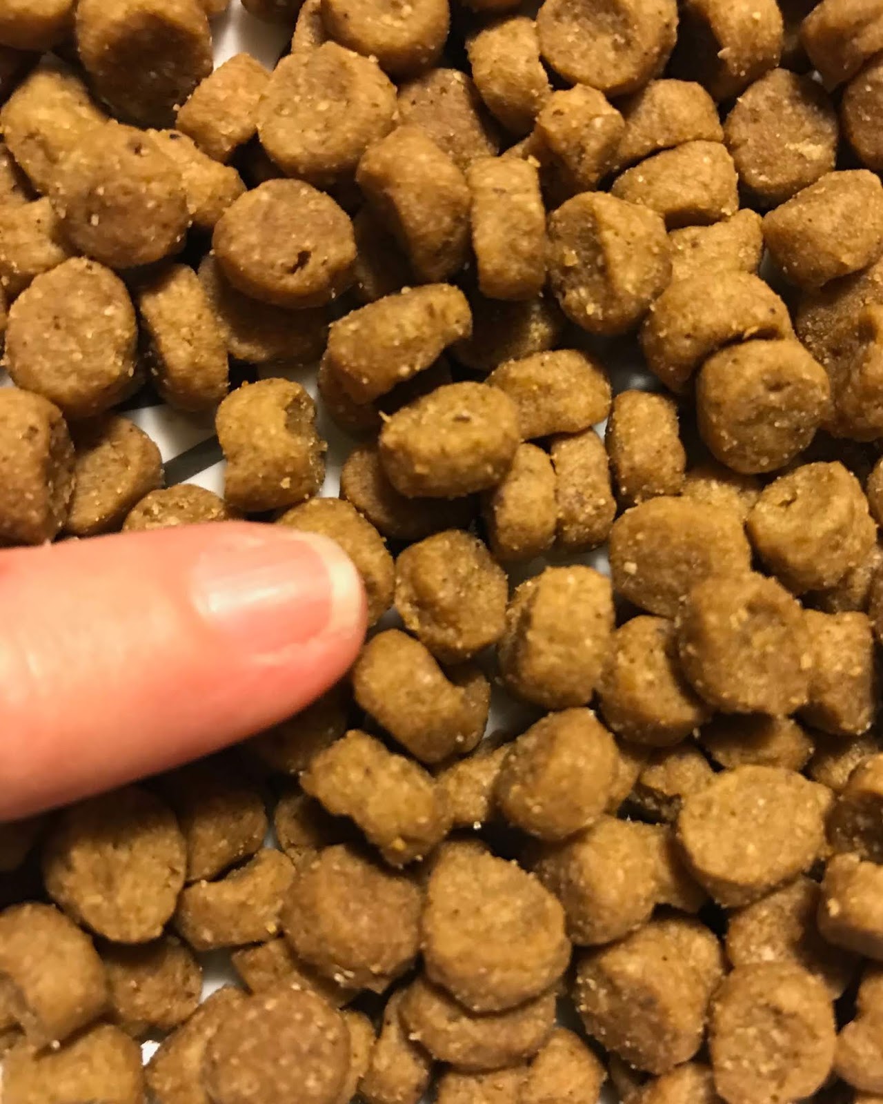 My Dog Says Woof! Product Review Solid Gold Mighty Mini Dog Kibble