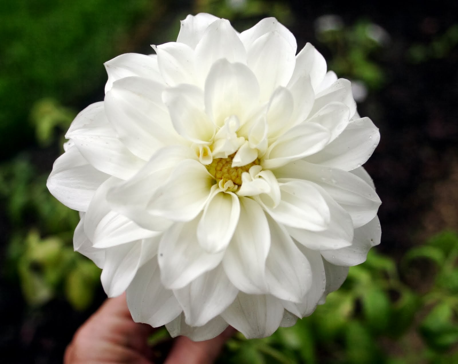 White Dahlia Wallpapers | Beautiful Flowers Wallpapers