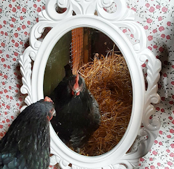 chicken coop flock mirror egg eggs fresh posh baskets laying does wheresthechickens chandelier