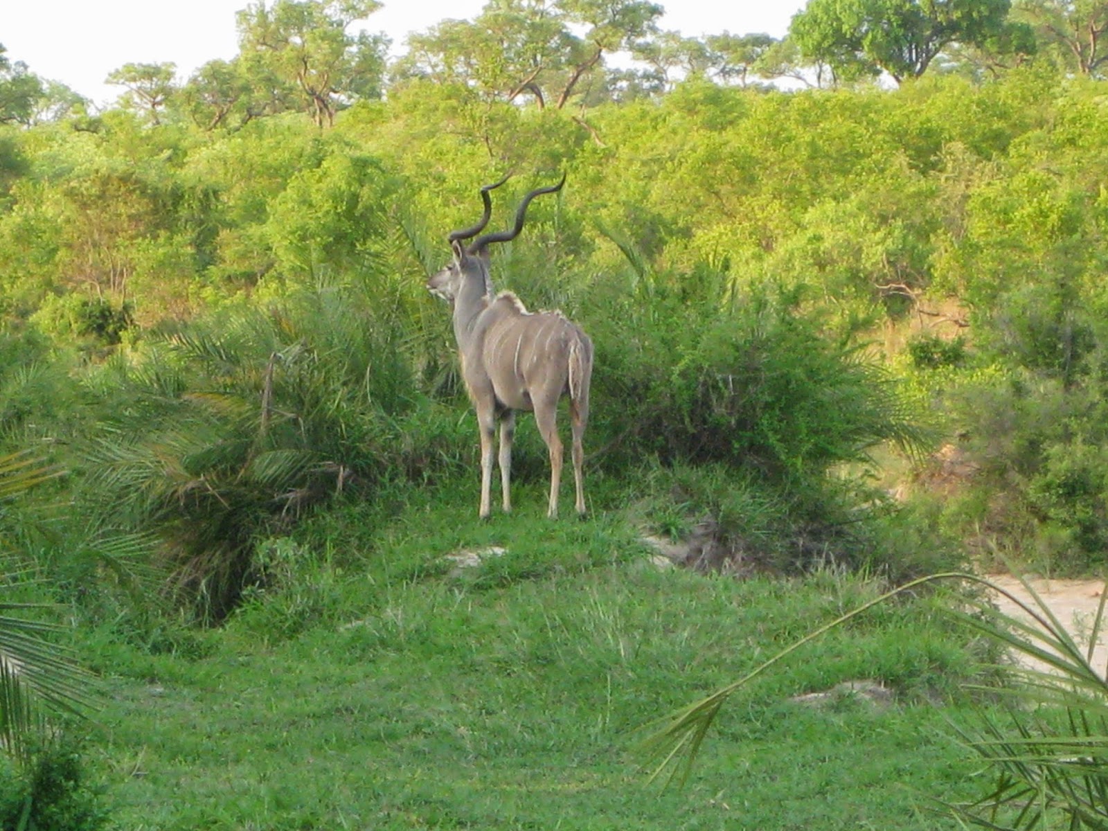 Sabi Sands - This kudu looked majestic