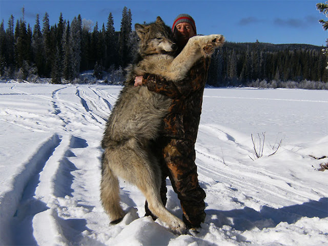 Wolf hunters. Большие волки. Самый большой Сибирский волк.