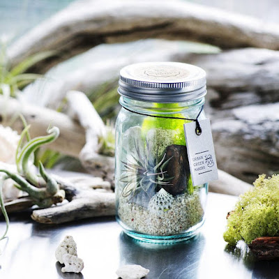 Must Have Terrariums For Your Home Vintage Glass Jar Terrarium Kit