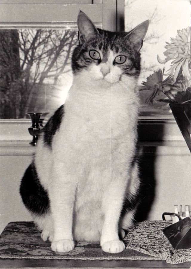 These Vintage Snaps Show Lovely Feelings of Cats When They Were ...
