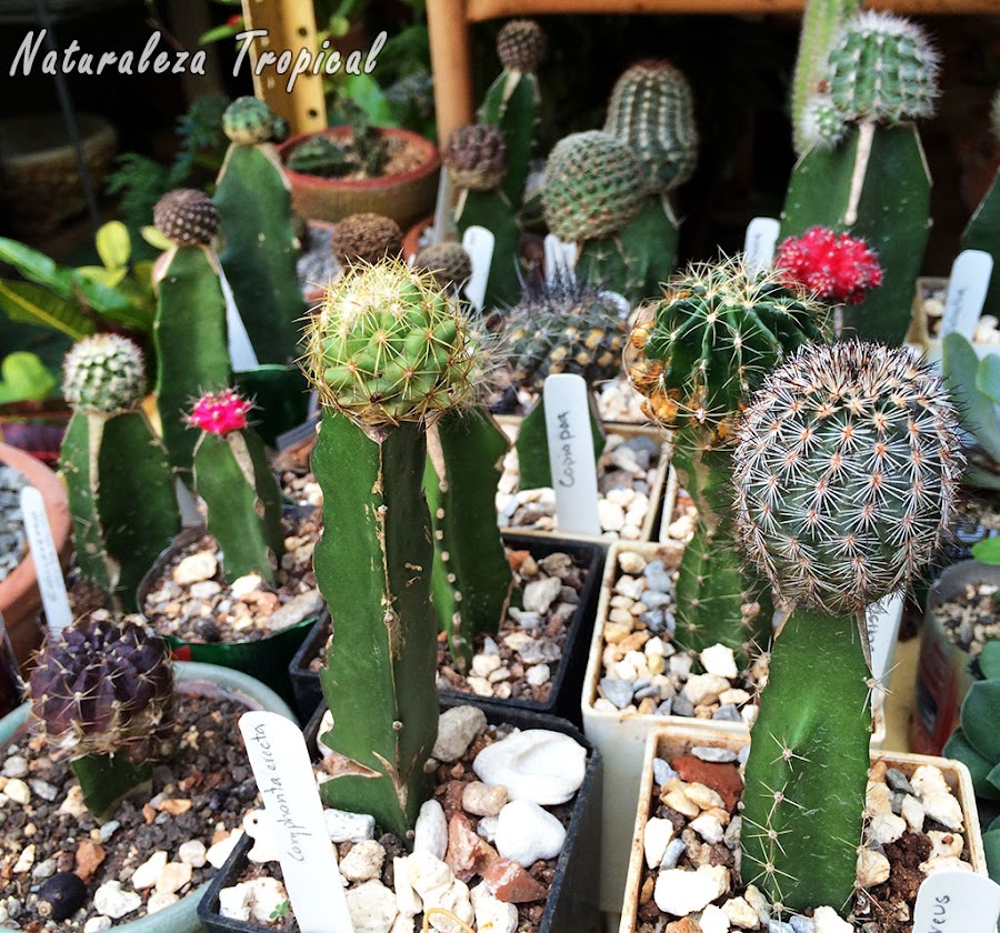 Venta de diferentes cactus injertados
