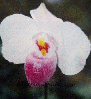 Ragam Paphiopedilum Paphiopedilum