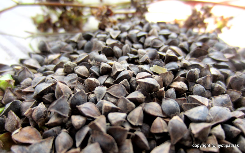 Taste of Nepal Buckwheat Bread Phaapar ko Roti (फापरको रोटी)