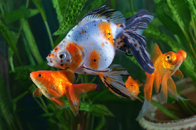 How to Set Up a Goldfish Tank Aquarium Care How to Set Up a Goldfish Tank Aquarium Care