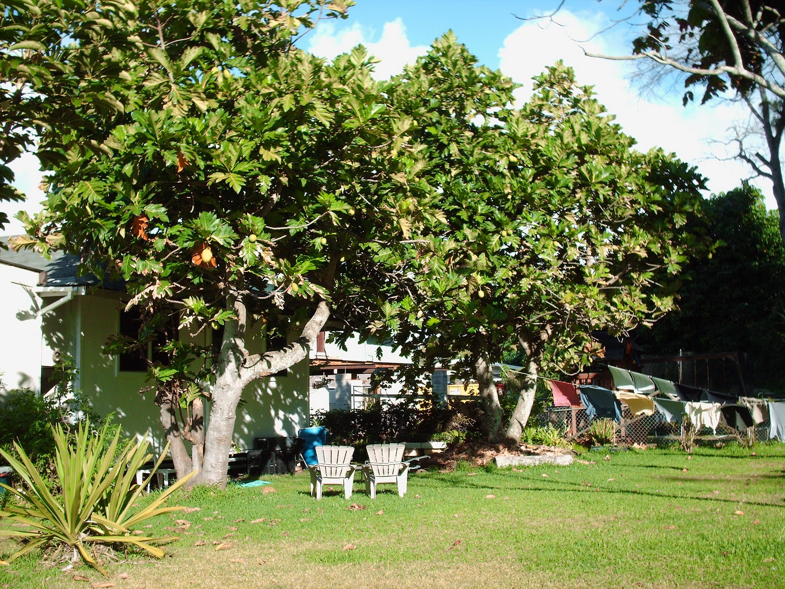 Breadfruit Tree