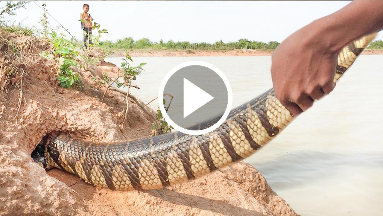 Strong man catch big snake by hand in forest Cambodia , How to dig and