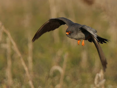 Cernícalo patirrojo (Falco vespertinus)