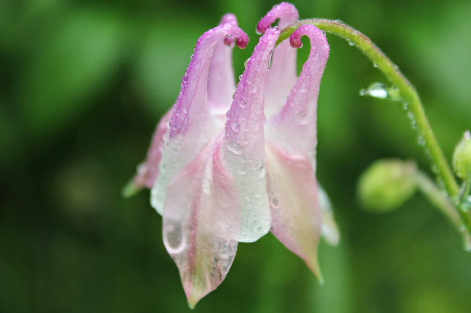 Nature Within - Cherish The Moment: Wisconsin's June has sliped in ...