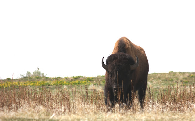bison on Antelope Island, Utah bison on Antelope Island, Utah