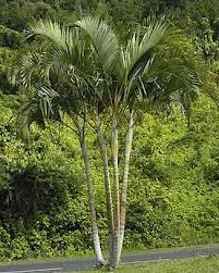 Jenis jenis pohon  palem  Palm macam macam pohon  palm 