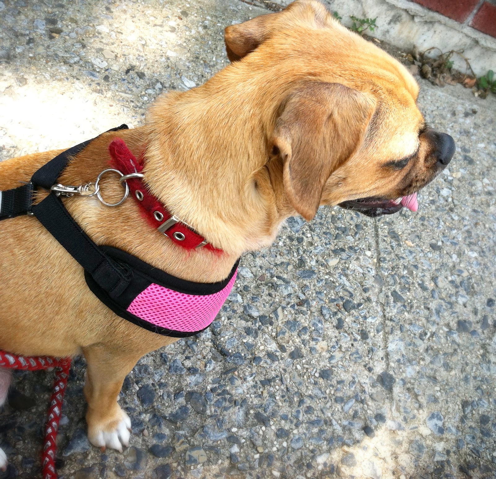 The Adventures of Ruffwonder and Pupfury How to prevent your dog from