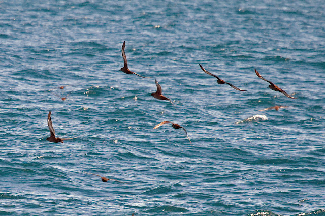 Sooty Shearwater Sooty Shearwater
