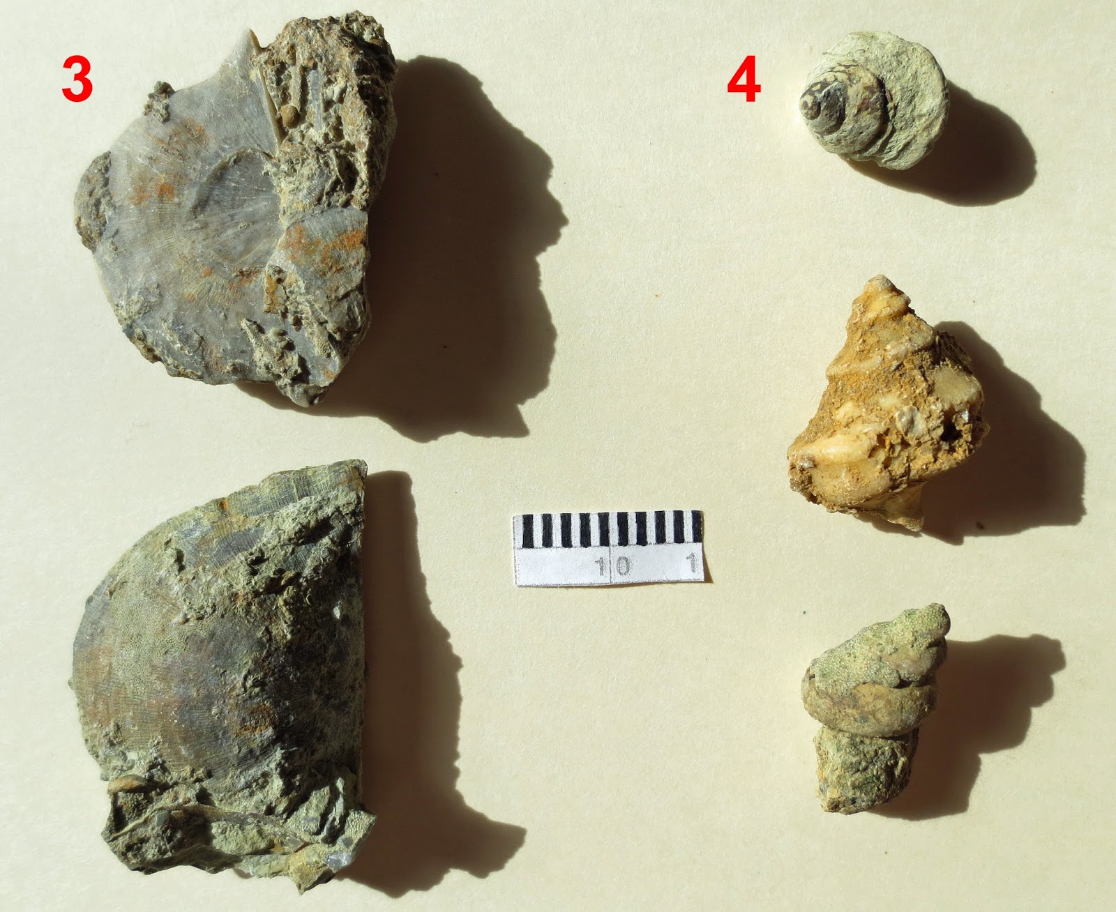 Equatorial Minnesota Identifying invertebrate fossils