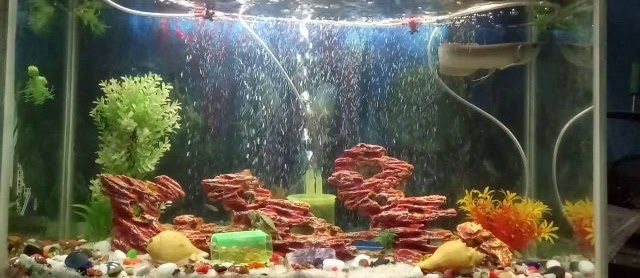 Akuarium Ikan Arwana dan Cara Merawatnya