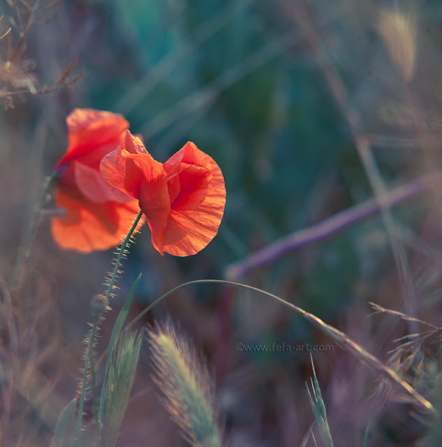 YY0P5982-1.jpg