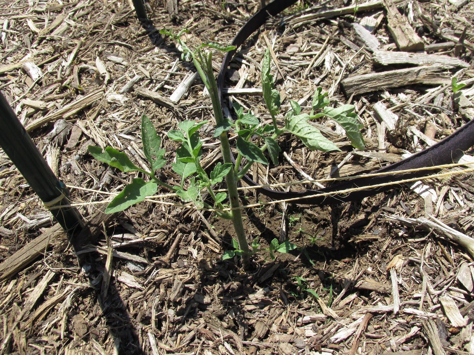 Kentucky Fried Garden Squash Vine Borer Nearly Kills Tomato