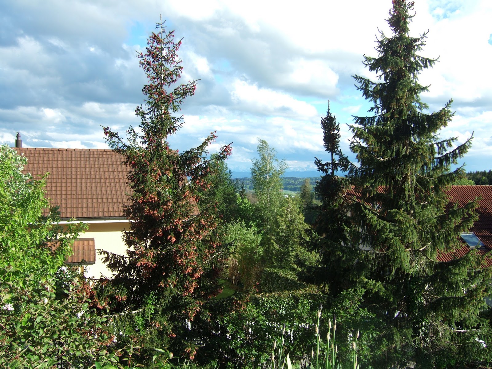 JURA GARTEN Blütenzauber der besonderen Art