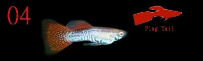 Gambar Ikan Guppy Scarf Tail / Flag Tail