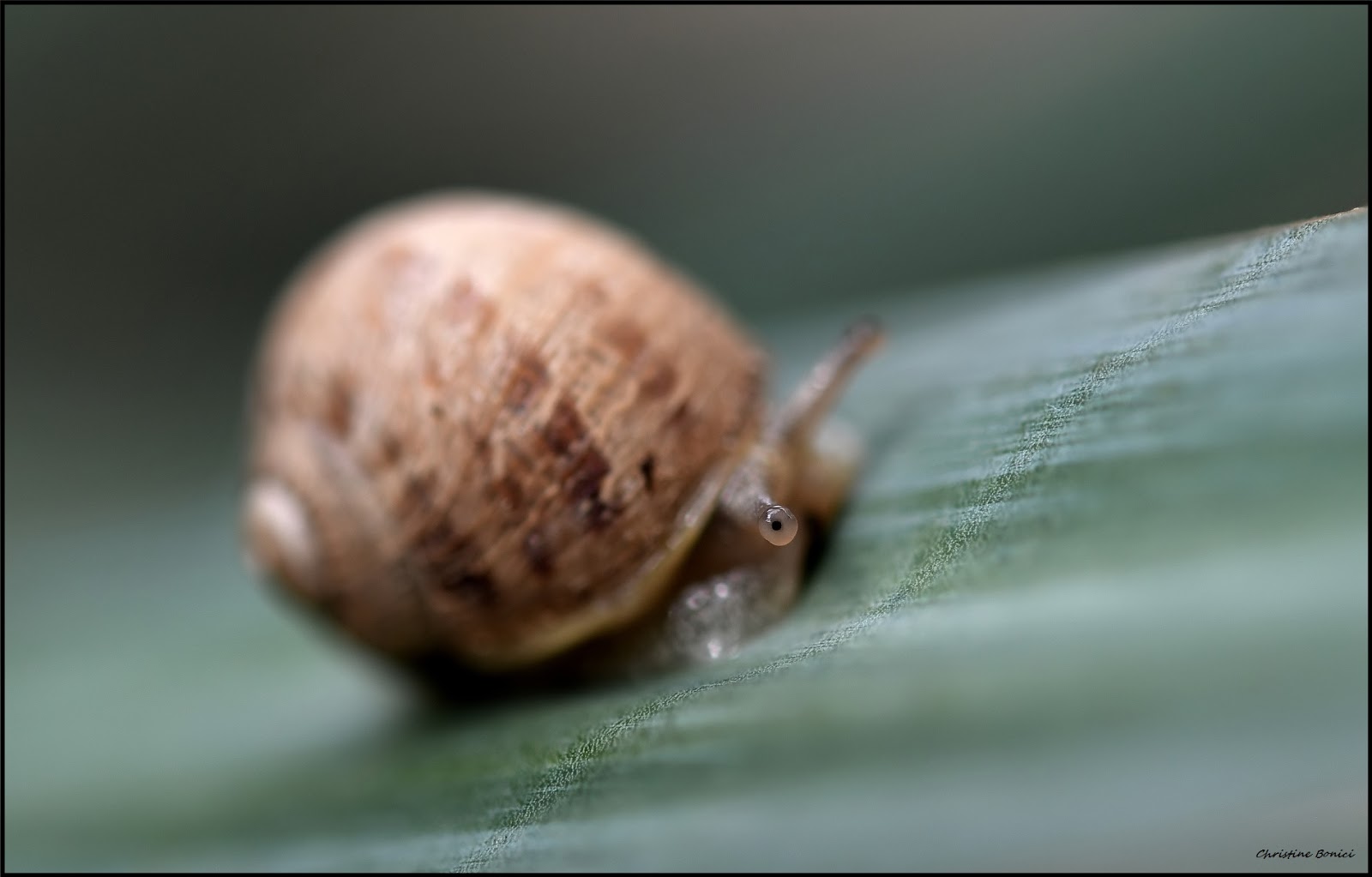 Epeire, fourmis, escargot.................; | Christine Bonici Photographie
