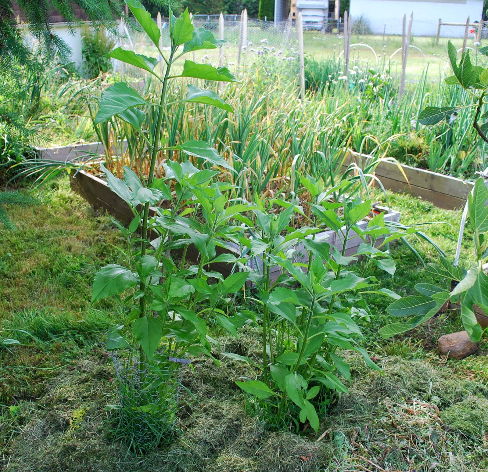 Daniel's Pacific NW Garden Grass Clipping Mulch. 6.21.14