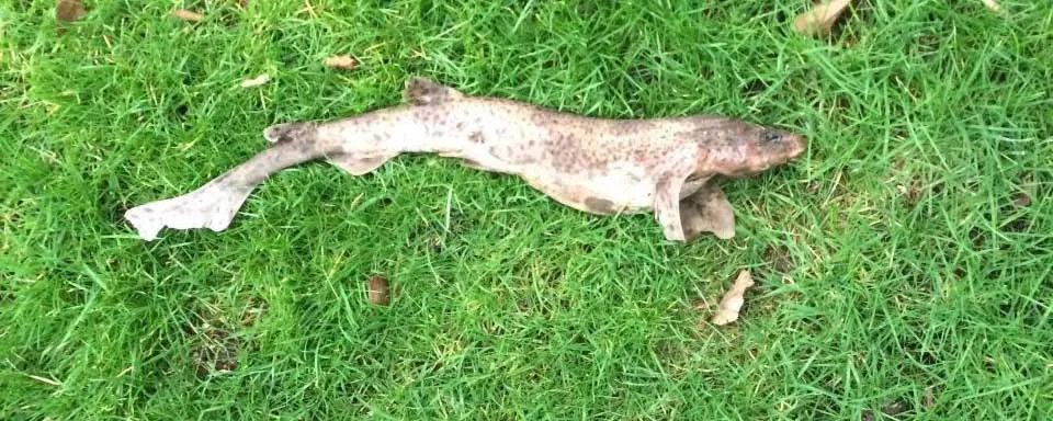 A resident of Britain discovered in his garden a shark