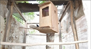 Burung Kacer - Tempat Bersarang yang Ideal Untuk Burung Kacer Penangkaran Burung Kacer - Tempat Bersarang yang Ideal Untuk Burung Kacer Penangkaran