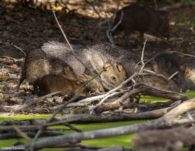 Bando de caititu (Pecari tajacu) matando a sede em área de cerrado. Situação facilita a caça predatória neste período de seca. Foto: Izalete Tavares. Seca no Tocantins, caça predatória, caça, caititu, Pecari tajacu, caitatu, taititu, cateto, tateto, pecari, porco-do-mato, patira, formoso do araguaia, Tocantins, natureza, conservação